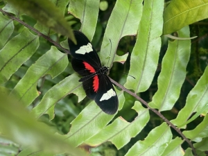 Botanická zahrada